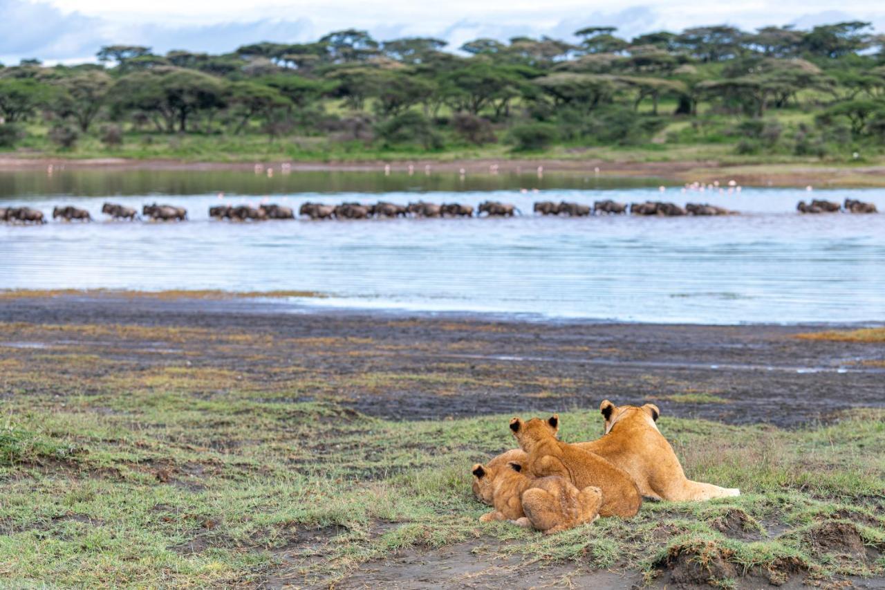 Africa Safari South Serengeti Ndutu Ngorongoro Sinoni Exterior foto